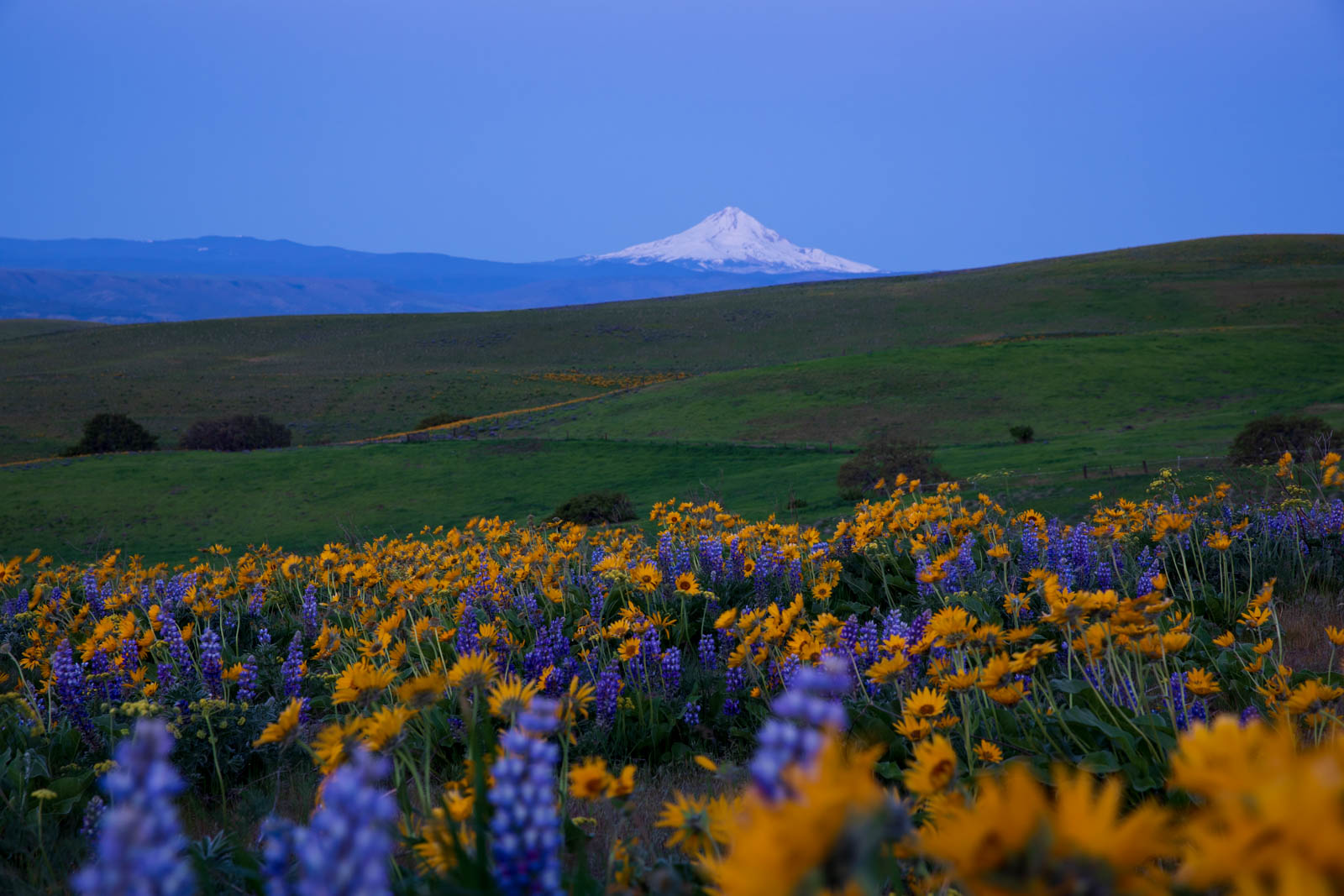 Photo: Blaue Stunde in den Columbia Hills mit Blick auf den Mt. Hood