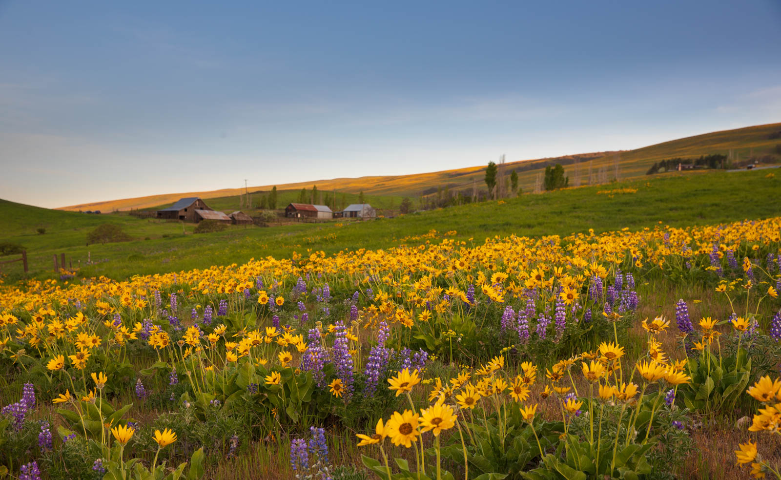 Photo: Die ganzen Hügel sind mit leuchtenden Balsamroot bedeckt