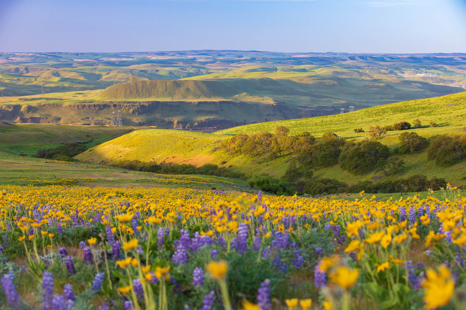 Photo: Grüne Hügel und Blumenwiese