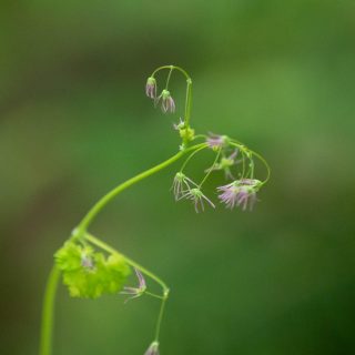 Thalictrum occidentale, weibliche Blüte, Columbia Gorge