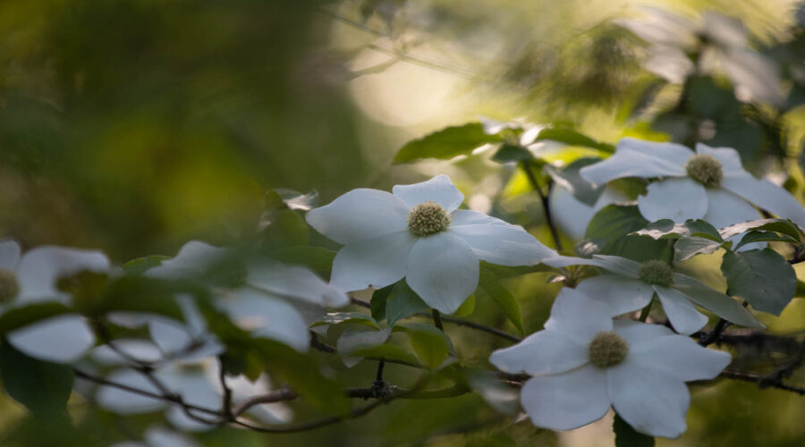 Cornus nuttallii, Oregon