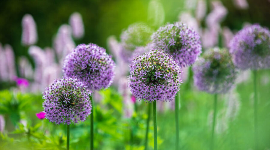 Landidyll Tjarks Ostfriesland, Garten