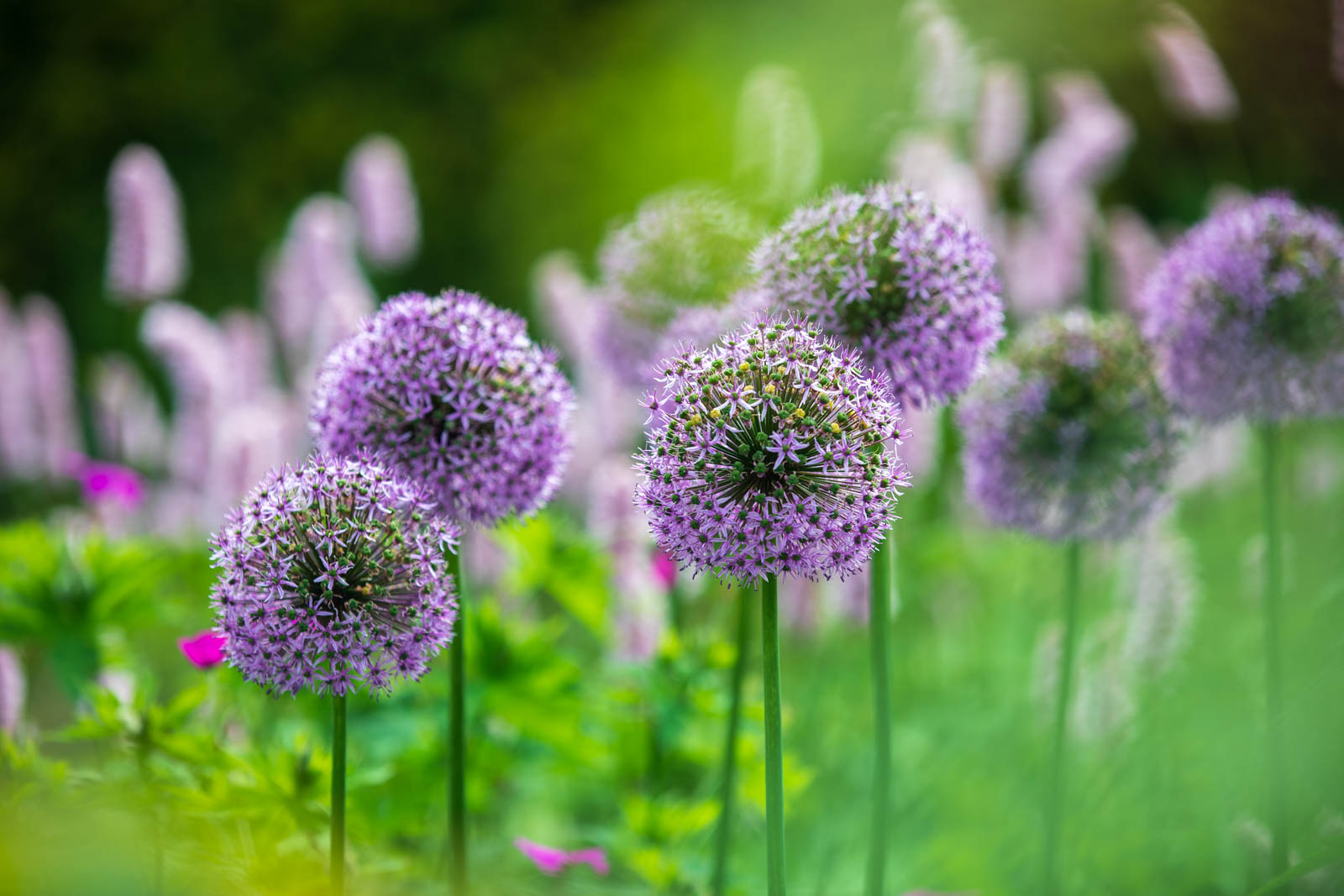Landidyll Tjarks Ostfriesland, Garten