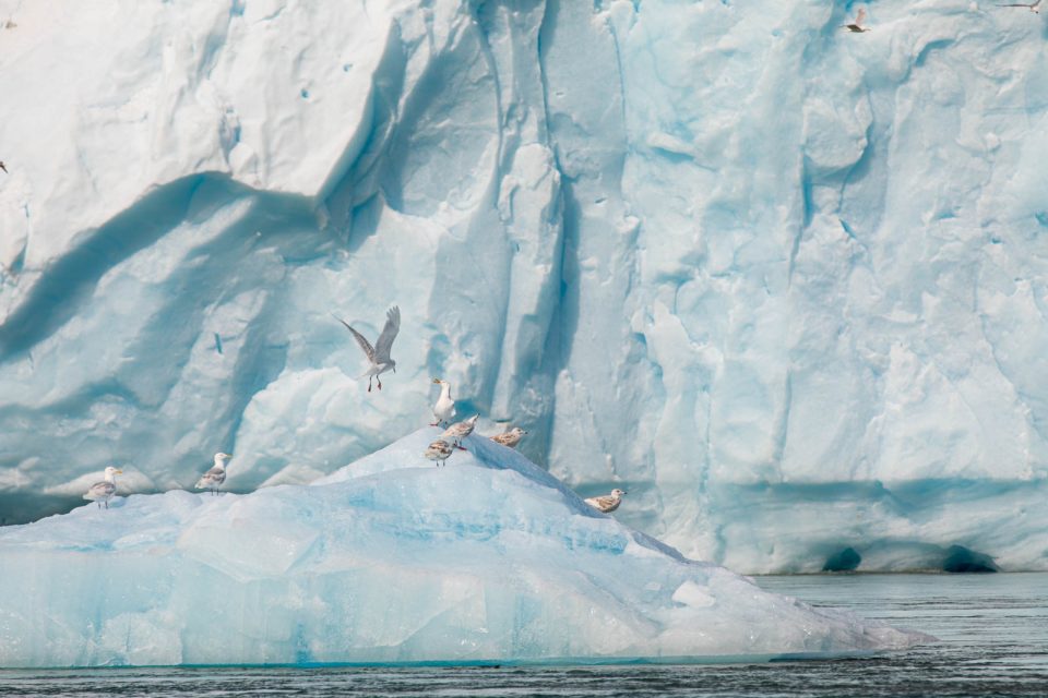 Photo: Gletscher und Fjorde