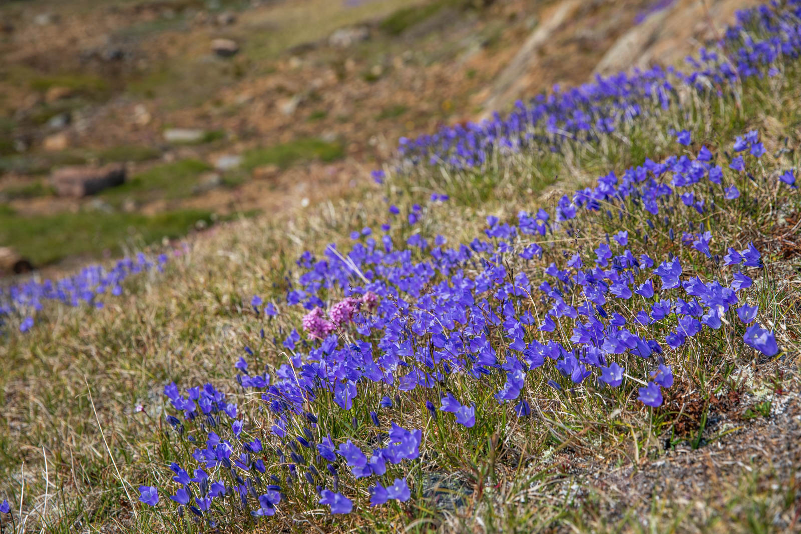 Photo: Blau blüht der Hang aus grönländischen Glockenblumen