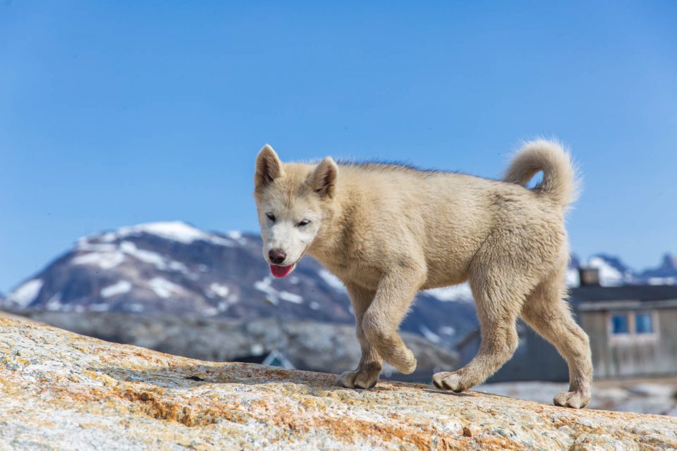 Photo: Bei den Riesen im Sermilik Fjord