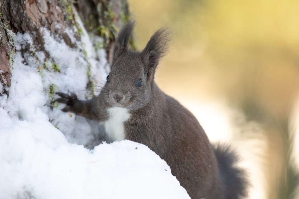 Photo: Sch&ouml;nes Engadin