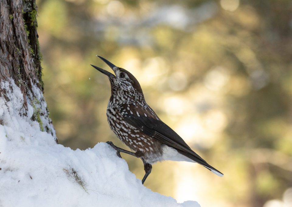 Photo: Sch&ouml;nes Engadin