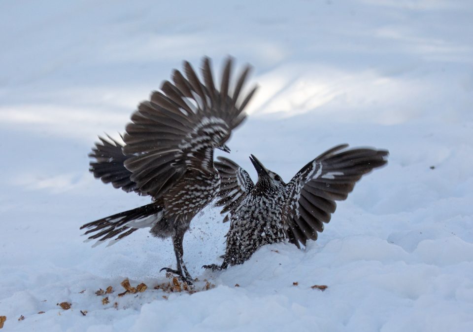 Photo: Sch&ouml;nes Engadin