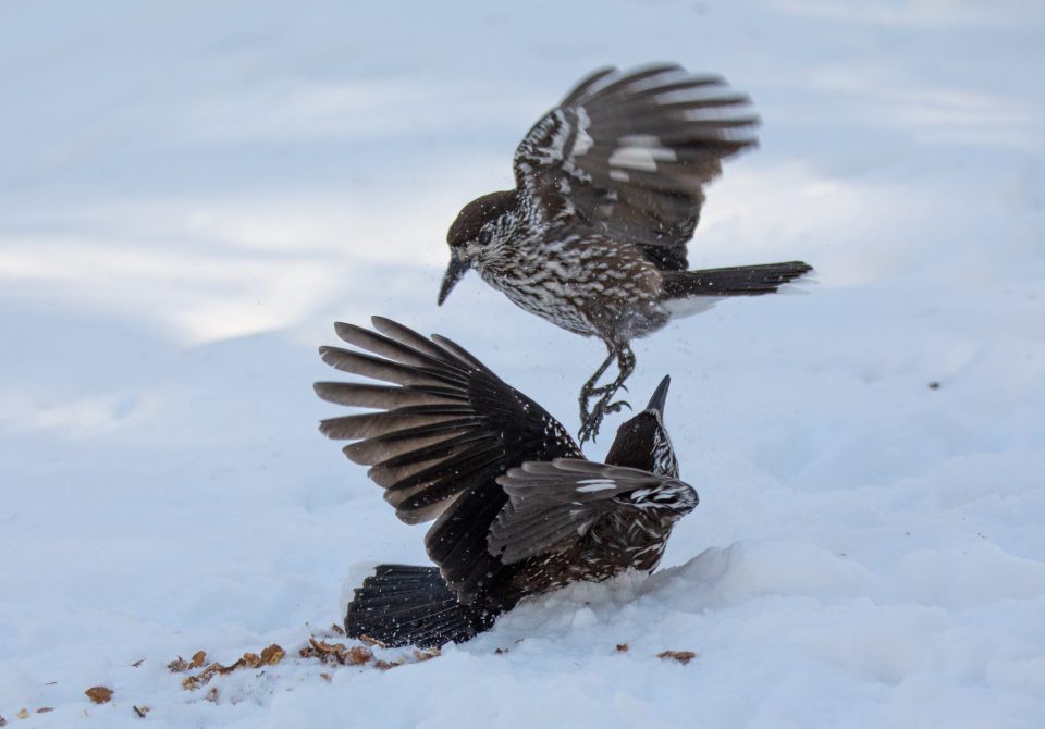 Photo: Sch&ouml;nes Engadin