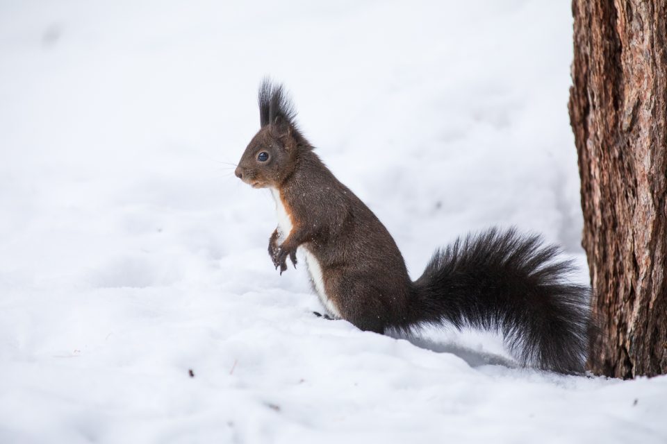 Photo: Sch&ouml;nes Engadin
