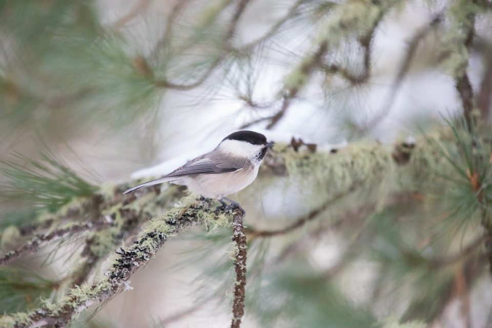 Photo: Sch&ouml;nes Engadin