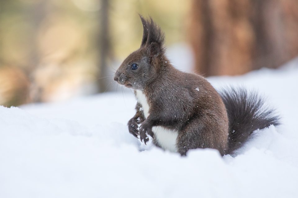 Photo: Sch&ouml;nes Engadin