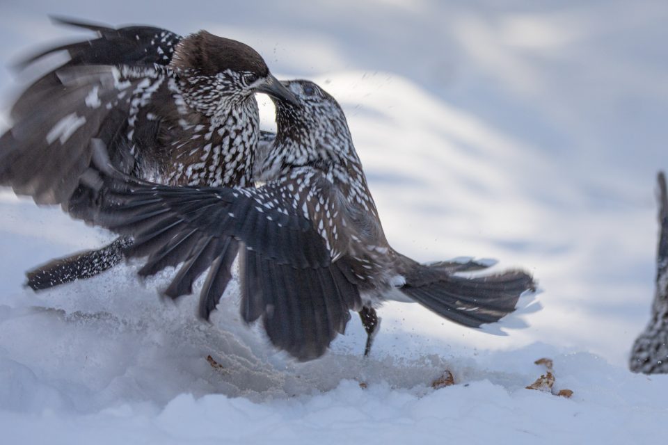 Photo: Sch&ouml;nes Engadin