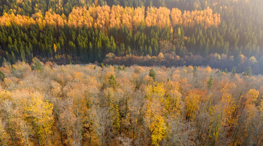 Mavic 2 Pro, Drohne, Thüringer Wald im Herbst mit gelbem Laub