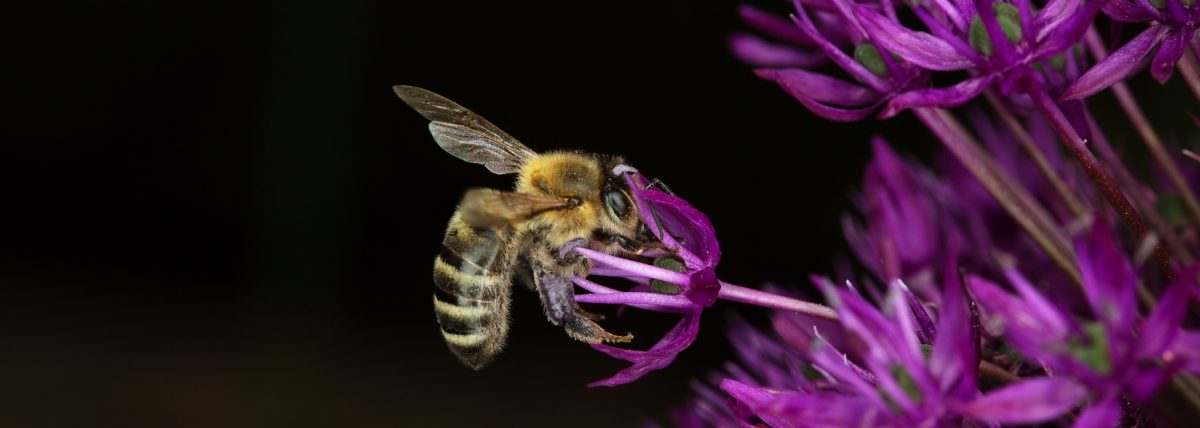 Photo: Auswahl einer Fotokamera und Einstellungen zum Fotografieren im Garten