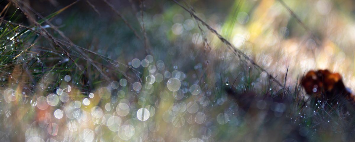 Photo: Auswahl einer Fotokamera und Einstellungen zum Fotografieren im Garten