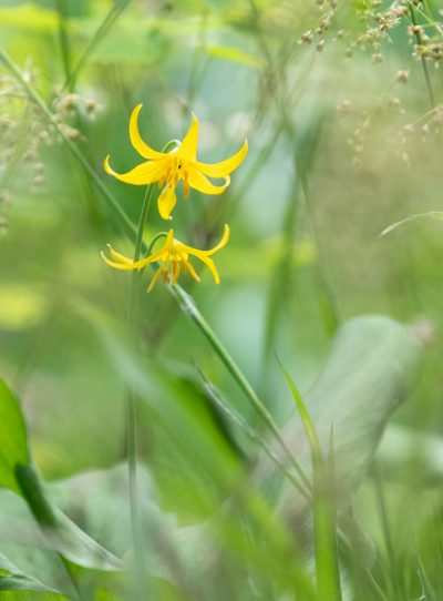 Photo: Auswahl einer Fotokamera und Einstellungen zum Fotografieren im Garten