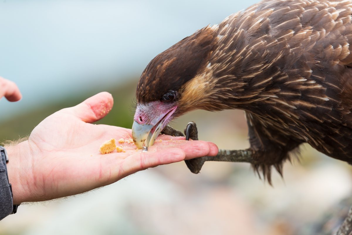 Bild: Puma, Condor und Guanaco - Tiere in Patagonien Photo: Puma, Condor und Guanaco - Tiere in Patagonien