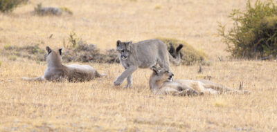 Photo: Puma, Condor und Guanaco - Tiere in Patagonien