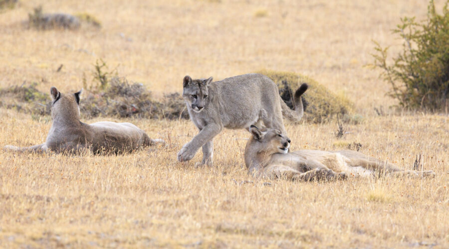 Photo: Puma, Condor und Guanaco - Tiere in Patagonien