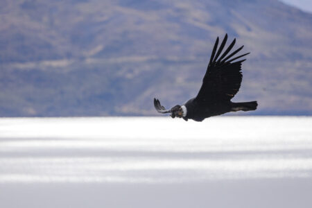 Condor am Lago Porteño, Chile