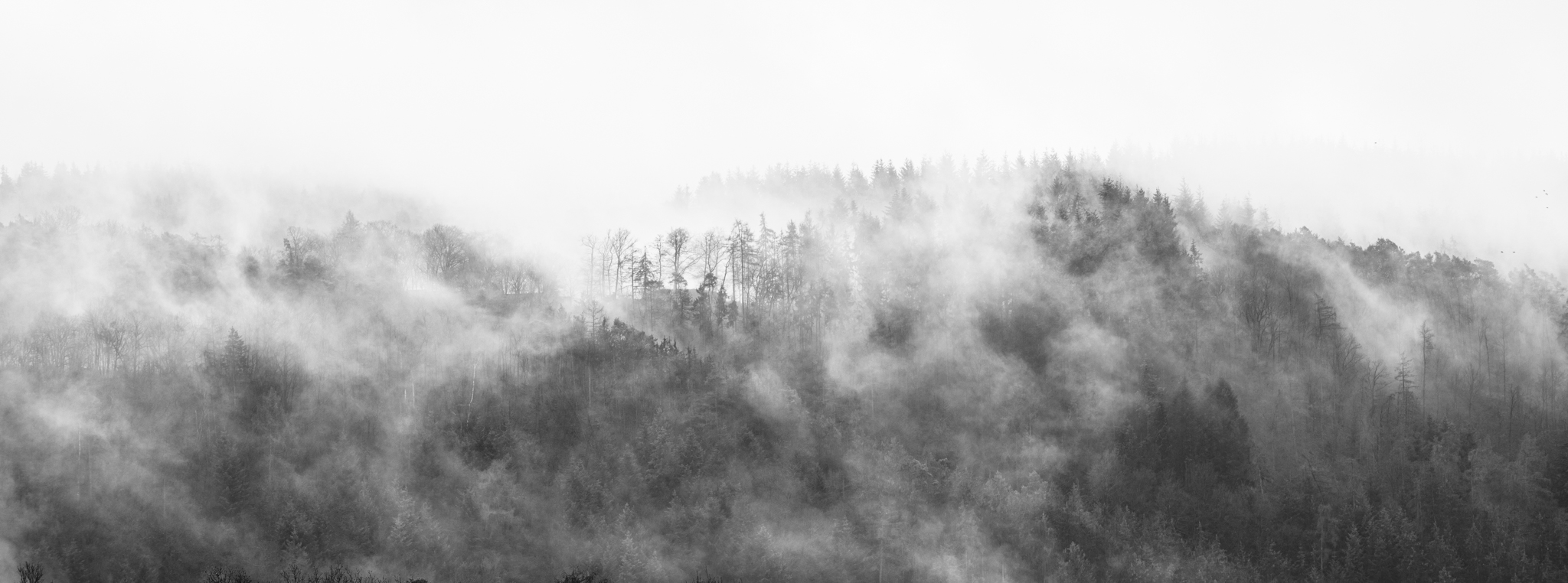 Nebelschwaden nach dem großen Regen im Nationalpark Kellerwald-Edersee