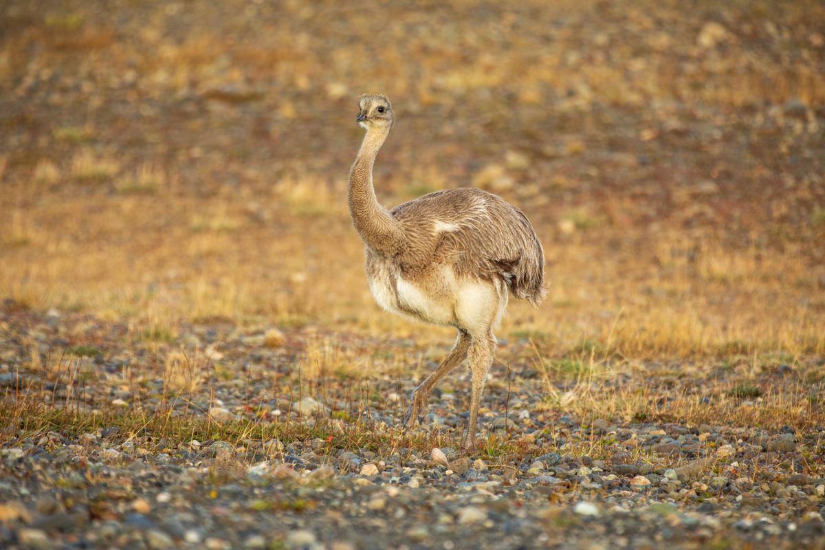 Bild: Puma, Condor und Guanaco - Tiere in Patagonien Photo: Puma, Condor und Guanaco - Tiere in Patagonien