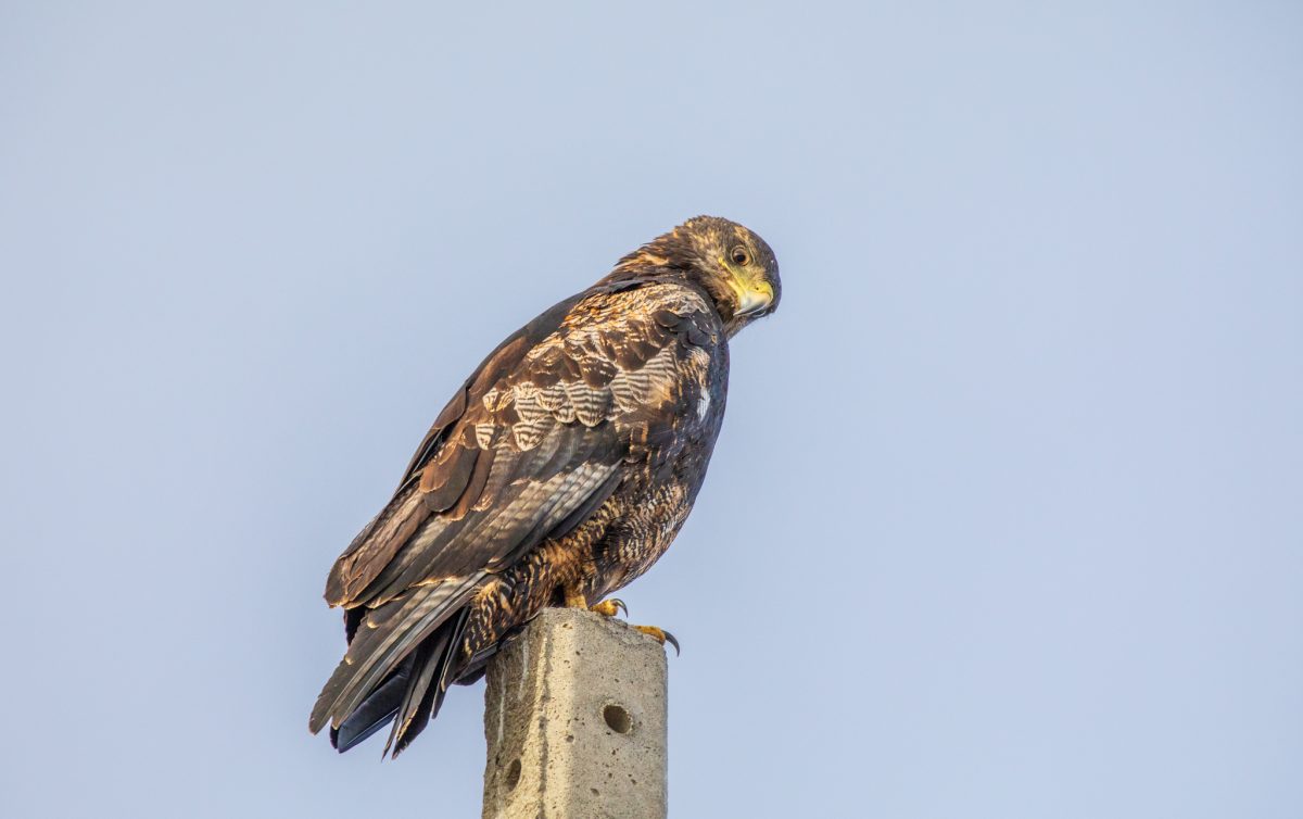 Bild: Puma, Condor und Guanaco - Tiere in Patagonien Photo: Puma, Condor und Guanaco - Tiere in Patagonien