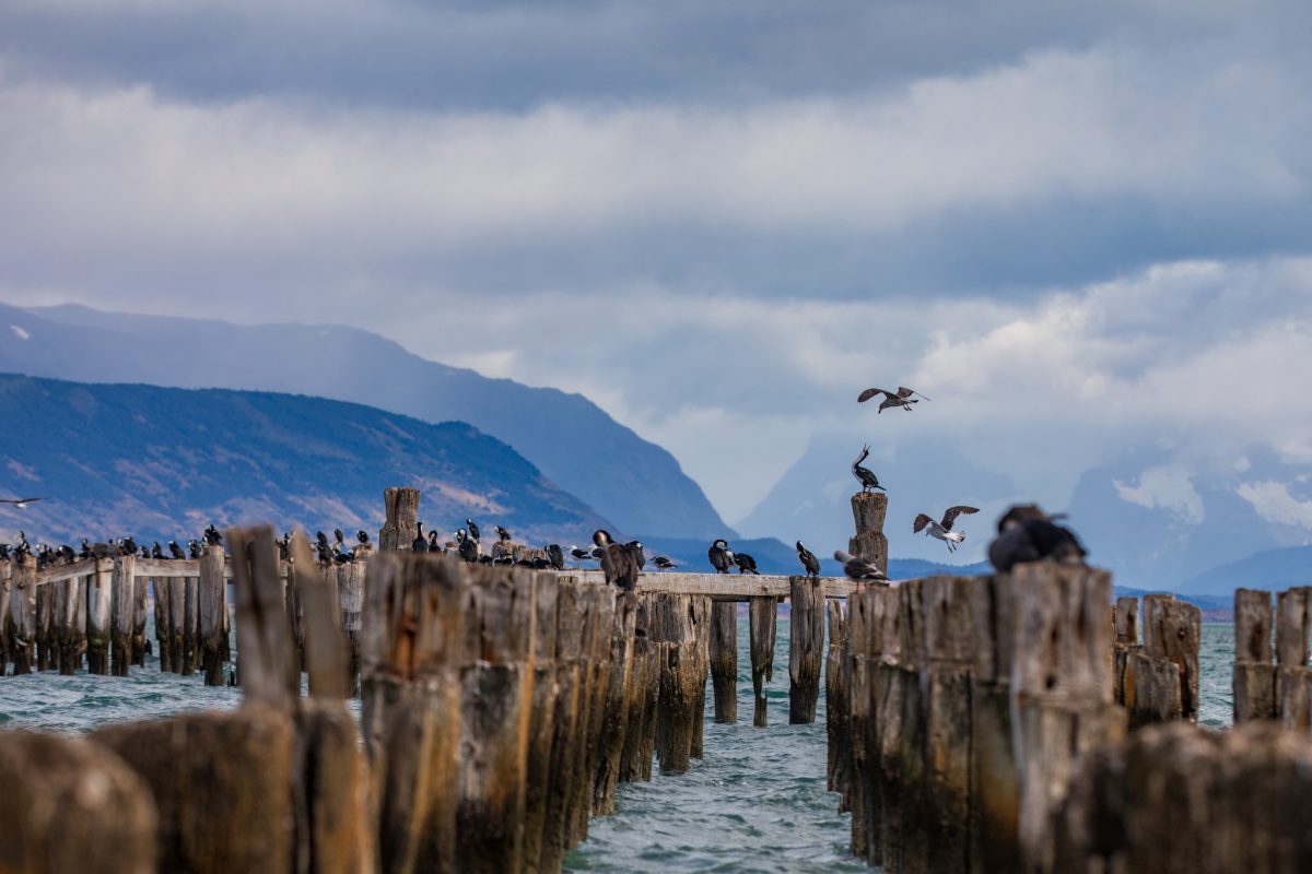 Bild: Puma, Condor und Guanaco - Tiere in Patagonien Photo: Puma, Condor und Guanaco - Tiere in Patagonien