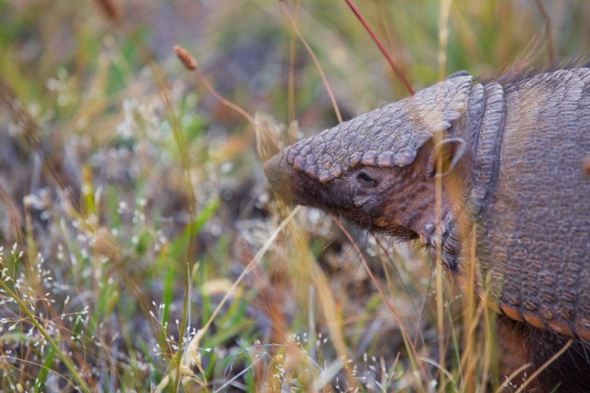 Bild: Puma, Condor und Guanaco - Tiere in Patagonien Photo: Puma, Condor und Guanaco - Tiere in Patagonien