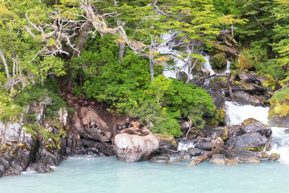 Bild: Puma, Condor und Guanaco - Tiere in Patagonien Photo: Puma, Condor und Guanaco - Tiere in Patagonien