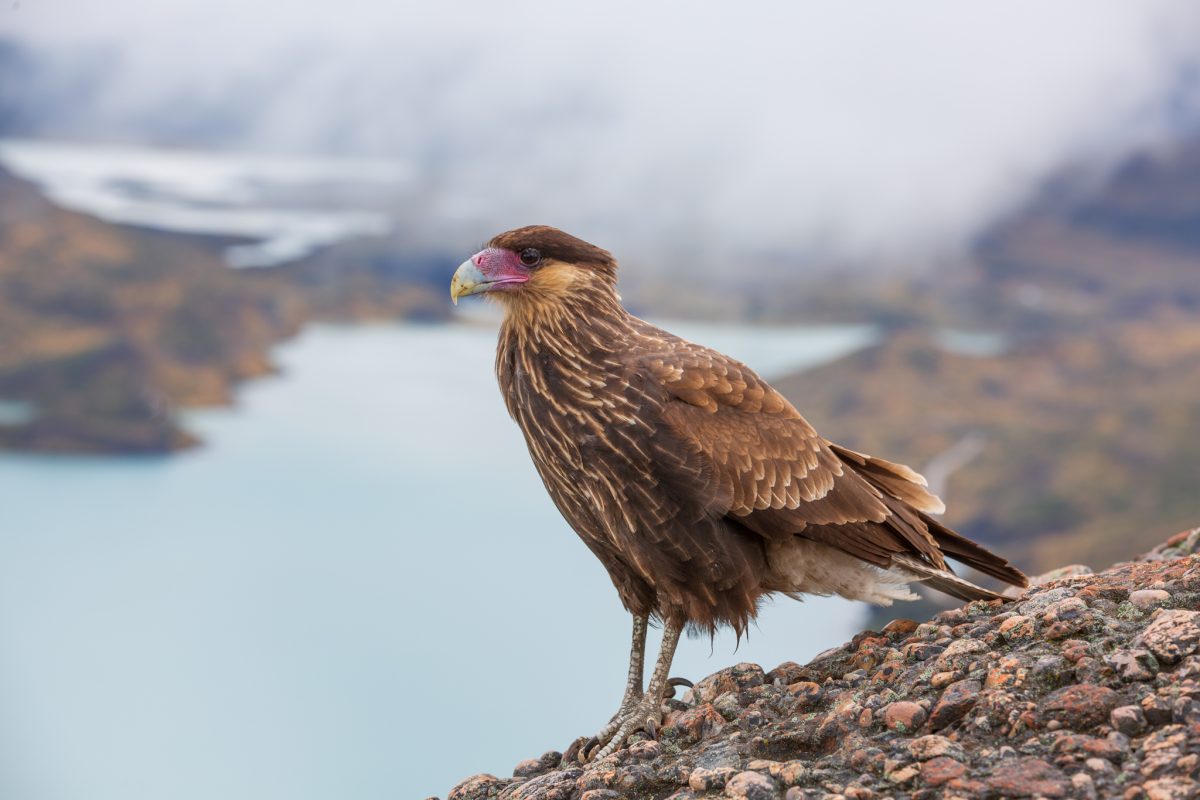 Bild: Puma, Condor und Guanaco - Tiere in Patagonien Photo: Puma, Condor und Guanaco - Tiere in Patagonien