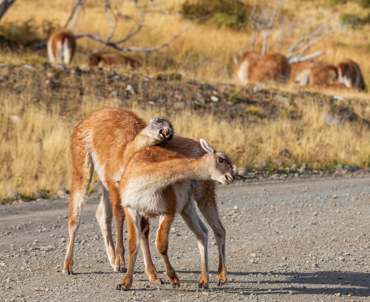 Bild: Puma, Condor und Guanaco - Tiere in Patagonien Photo: Puma, Condor und Guanaco - Tiere in Patagonien