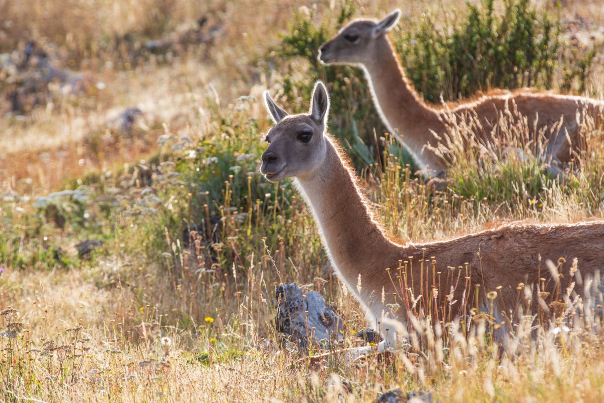 Bild: Puma, Condor und Guanaco - Tiere in Patagonien Photo: Puma, Condor und Guanaco - Tiere in Patagonien