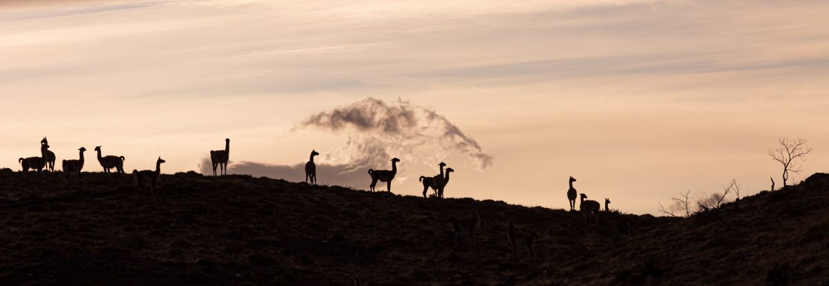Bild: Puma, Condor und Guanaco - Tiere in Patagonien Photo: Puma, Condor und Guanaco - Tiere in Patagonien