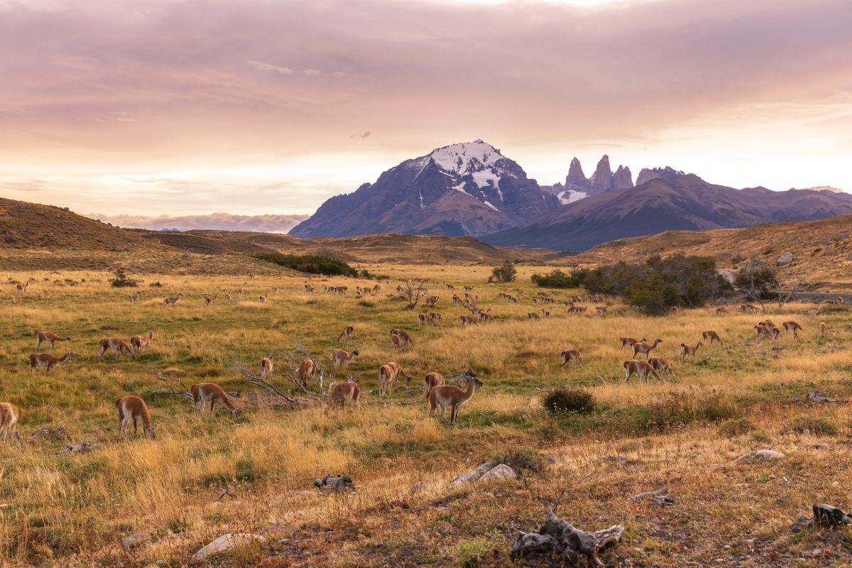 Bild: Puma, Condor und Guanaco - Tiere in Patagonien Photo: Puma, Condor und Guanaco - Tiere in Patagonien