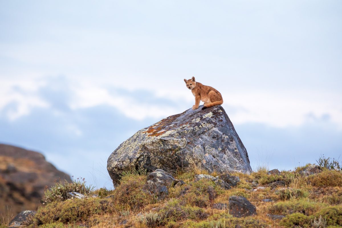 Bild: Puma, Condor und Guanaco - Tiere in Patagonien Photo: Puma, Condor und Guanaco - Tiere in Patagonien