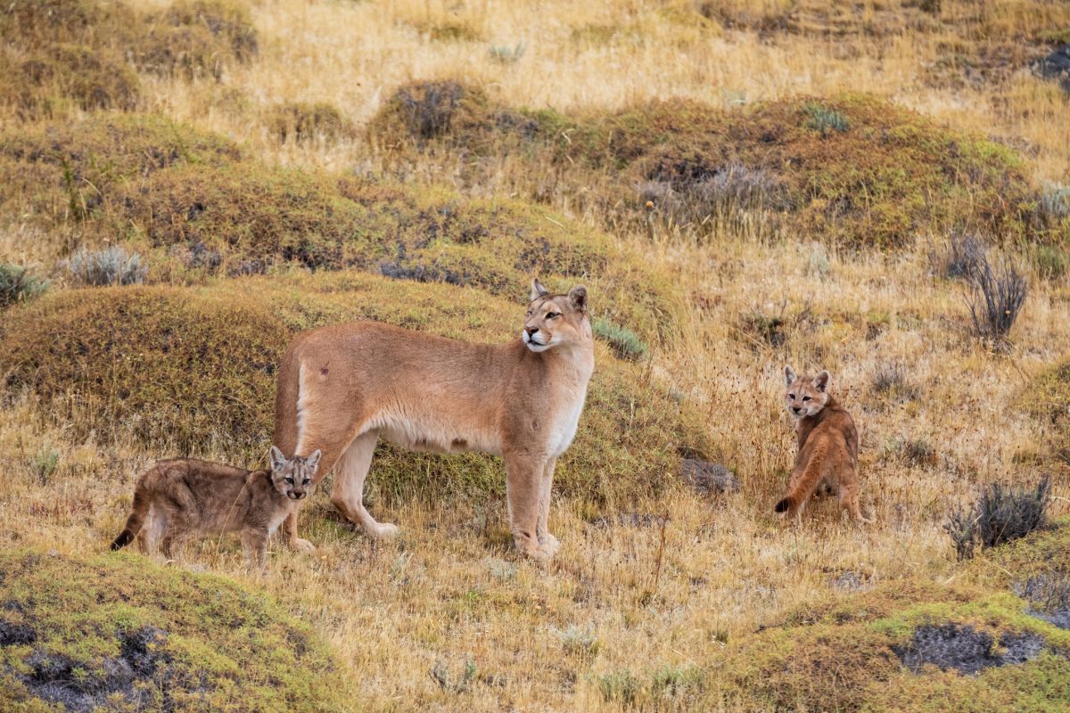 Bild: Puma, Condor und Guanaco - Tiere in Patagonien Photo: Puma, Condor und Guanaco - Tiere in Patagonien