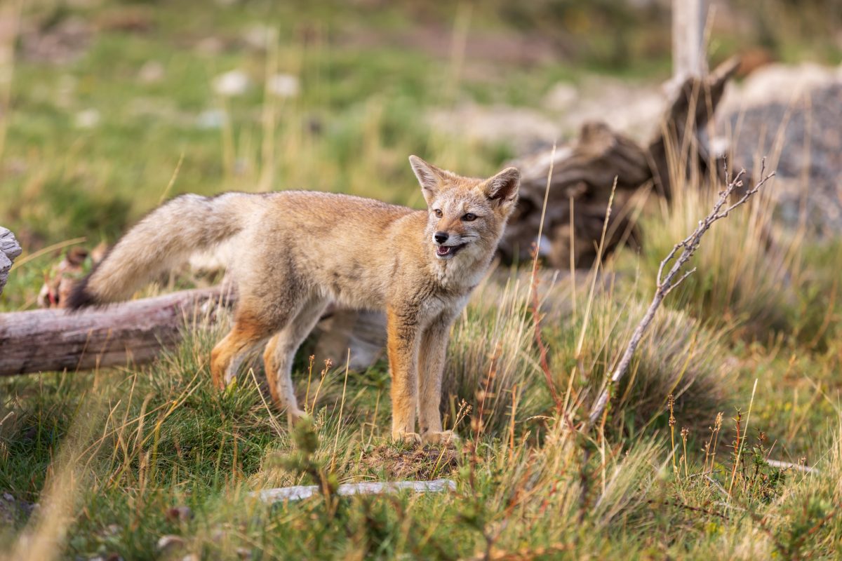 Bild: Puma, Condor und Guanaco - Tiere in Patagonien Photo: Puma, Condor und Guanaco - Tiere in Patagonien