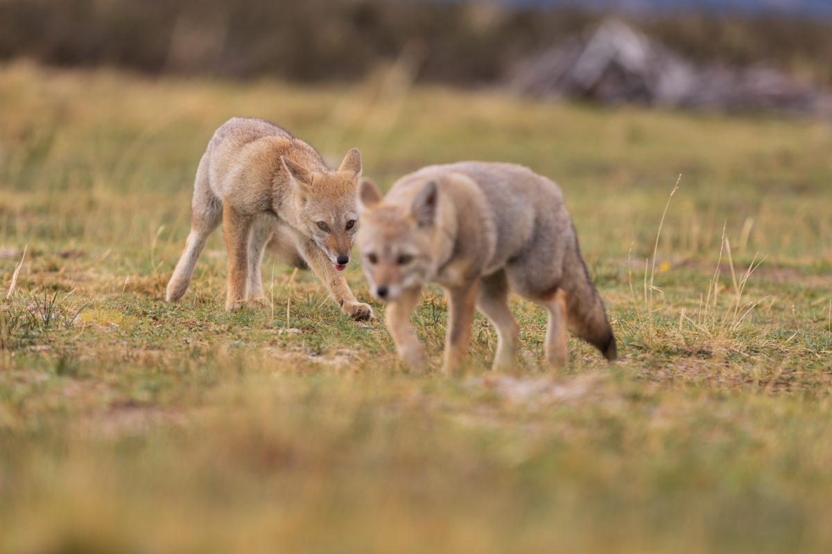Bild: Puma, Condor und Guanaco - Tiere in Patagonien Photo: Puma, Condor und Guanaco - Tiere in Patagonien