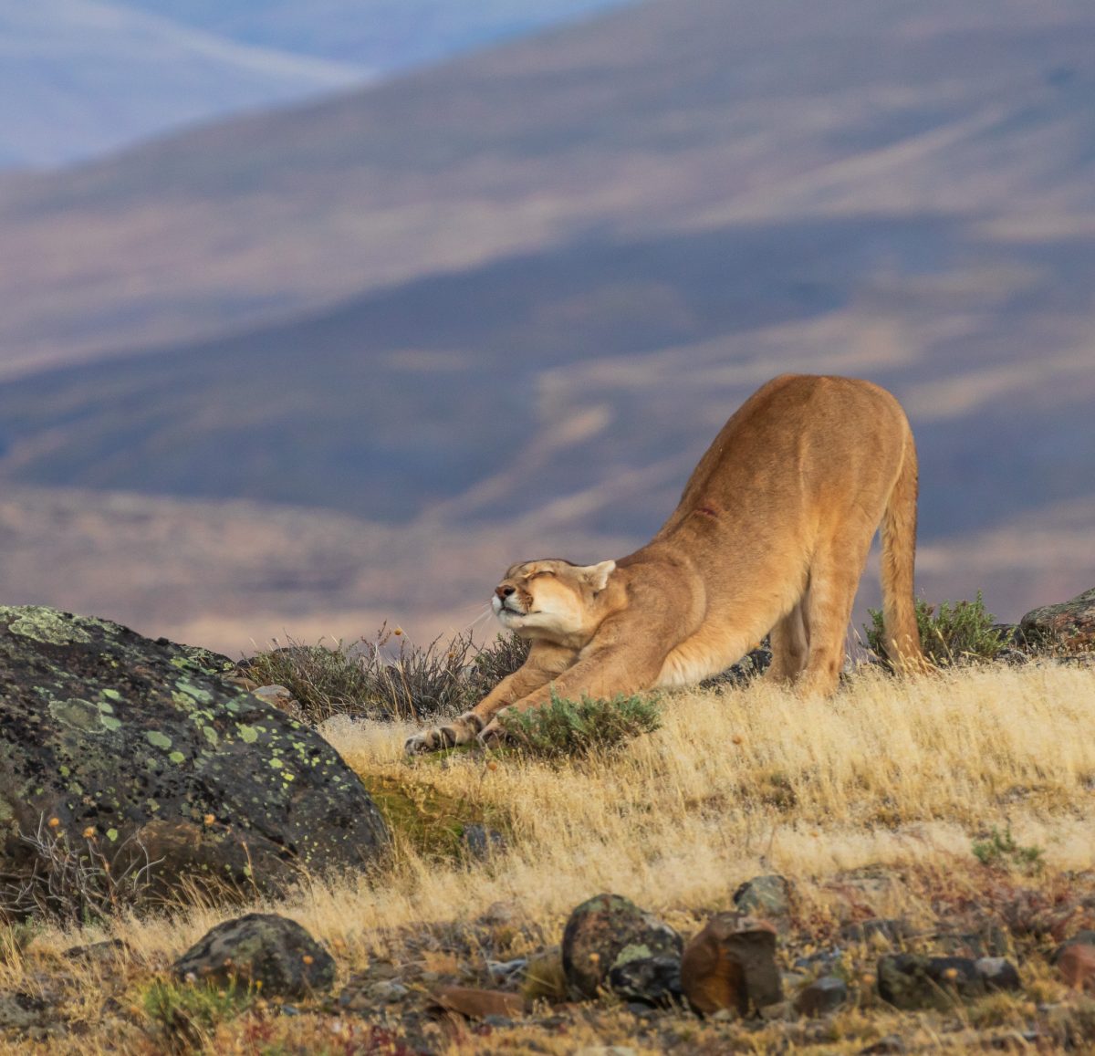 Bild: Puma, Condor und Guanaco - Tiere in Patagonien Photo: Puma, Condor und Guanaco - Tiere in Patagonien