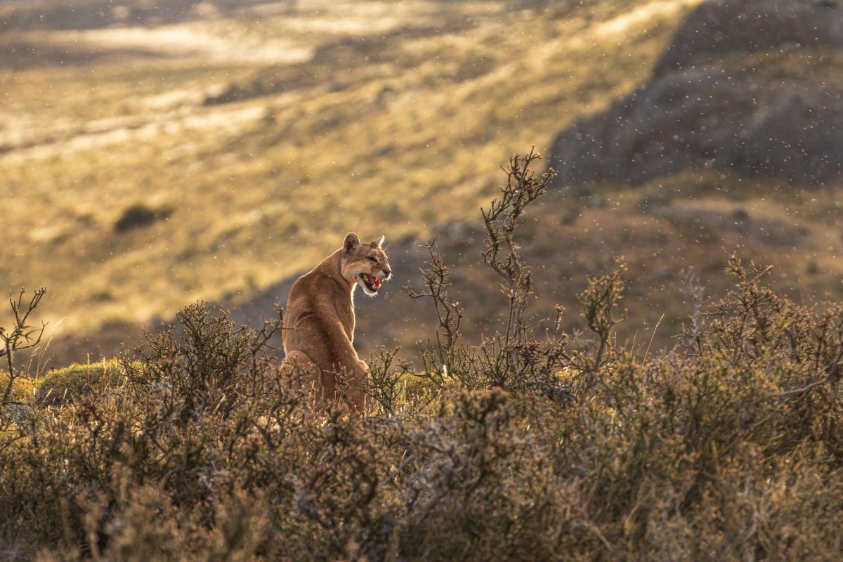 Bild: Puma, Condor und Guanaco - Tiere in Patagonien Photo: Puma, Condor und Guanaco - Tiere in Patagonien