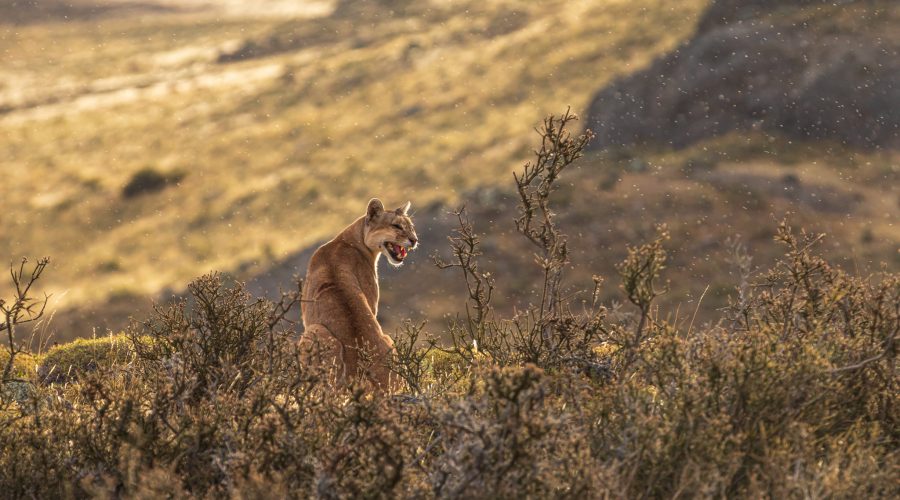 Puma Patagonien, Chile