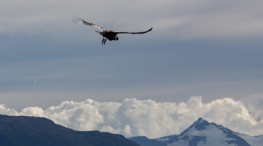 Condor Patagonien, Chile