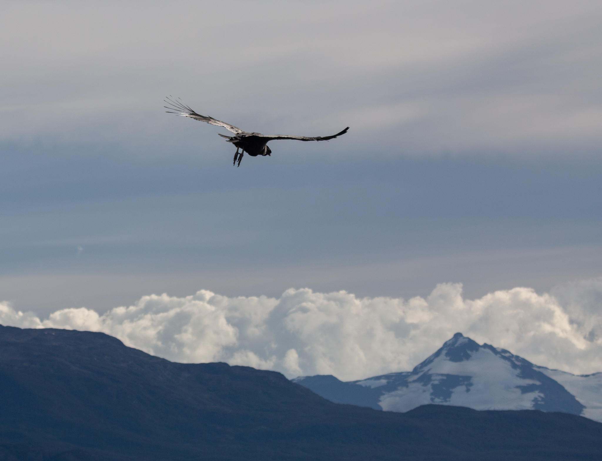 Bild: Das Condor-Männchen fliegt aus Photo: Das Condor-Männchen fliegt aus