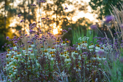 Abendlicht, Böblingen, Echinacea purpurea "Alba"