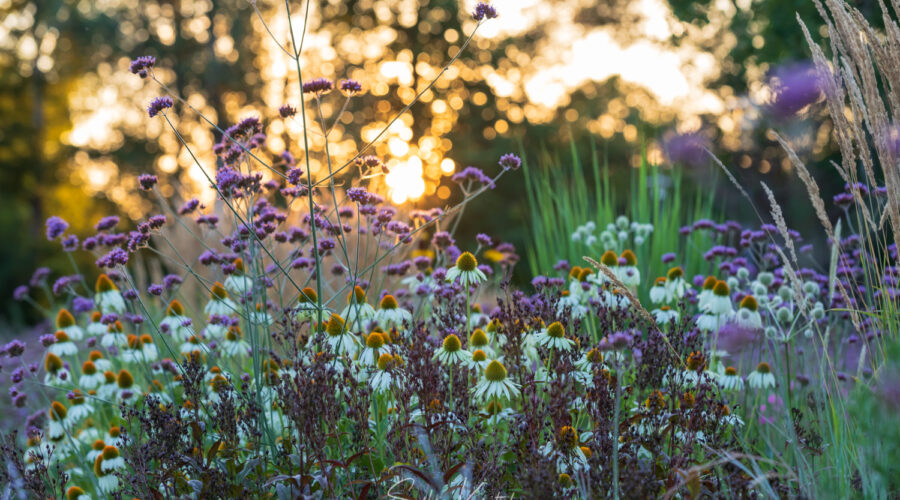 Abendlicht, Böblingen, Echinacea purpurea "Alba"