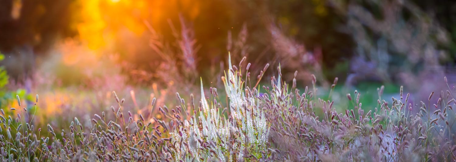 Fotografie im Garten