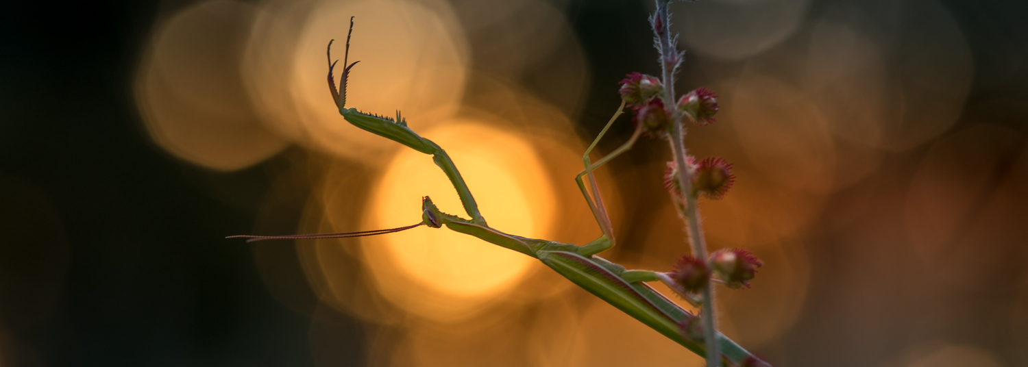 Fotografie in der Natur von Pflanzen